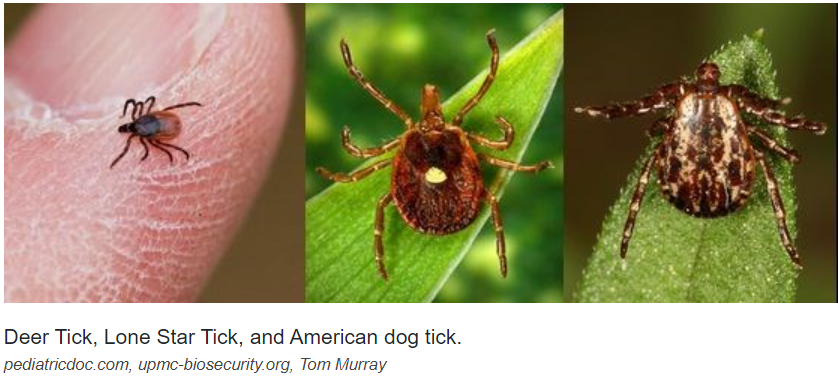 picture of common ticks