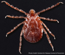 picture of asian longhorn tick