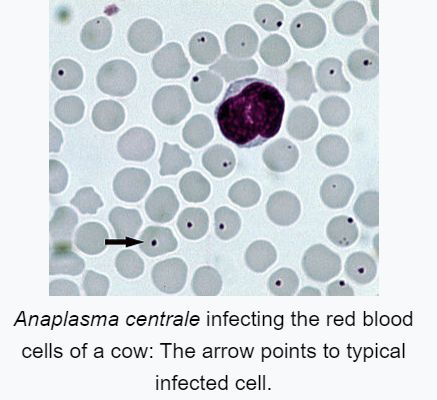 image of anaplasma centrale