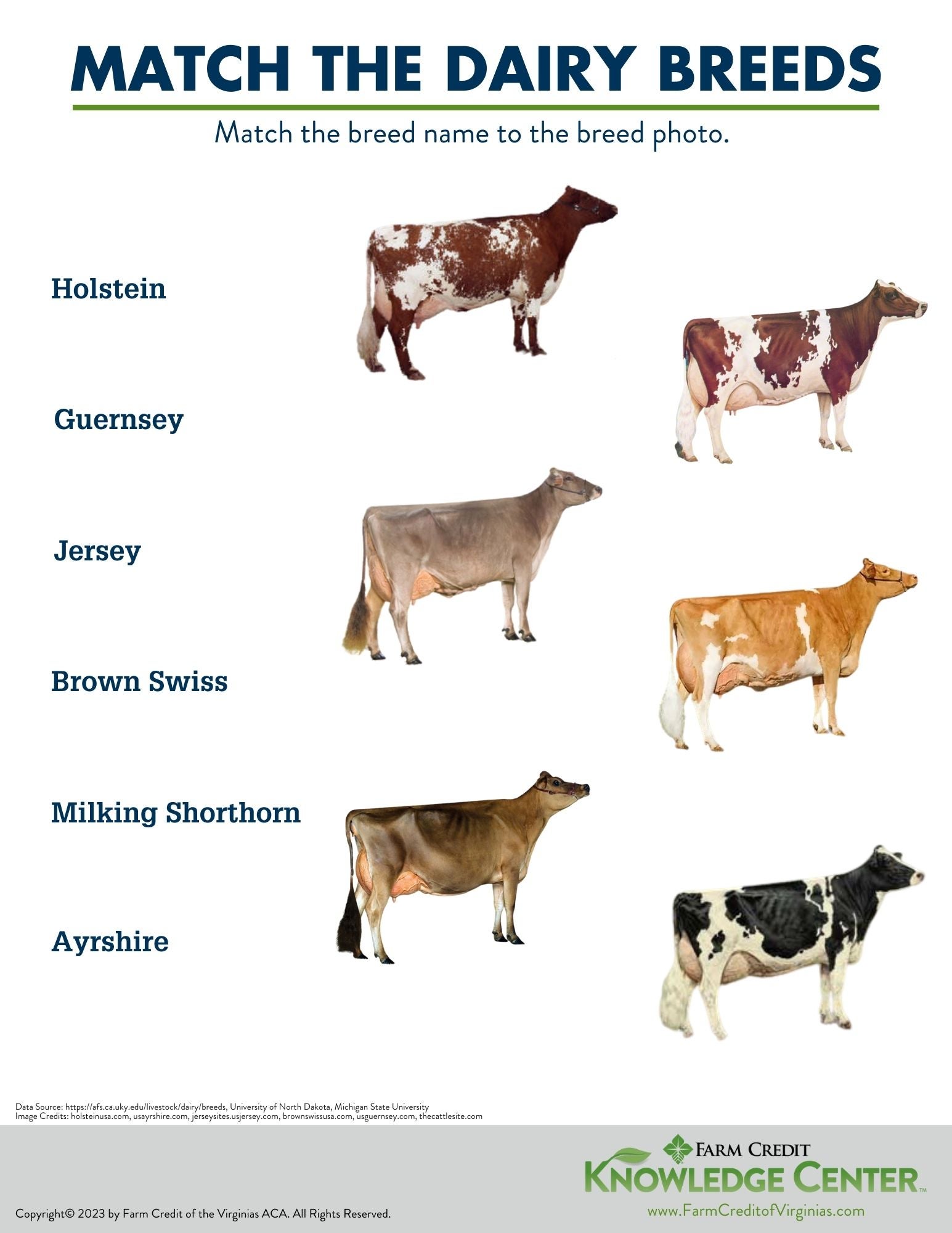 dairy cattle worksheet