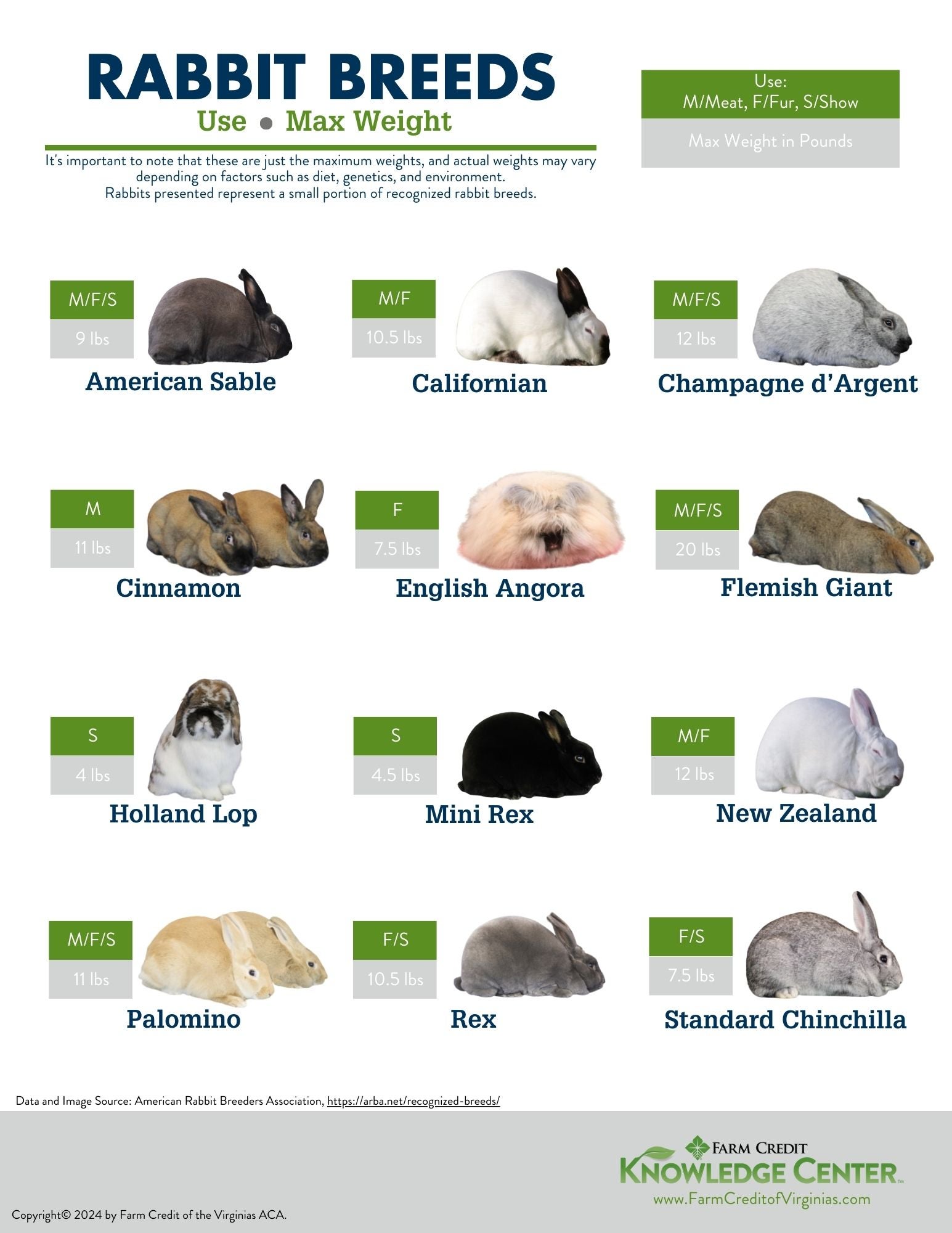 rabbit breed infographic