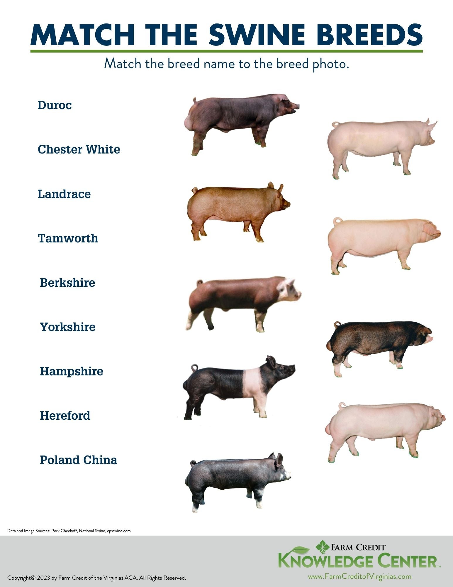 swine breed worksheet