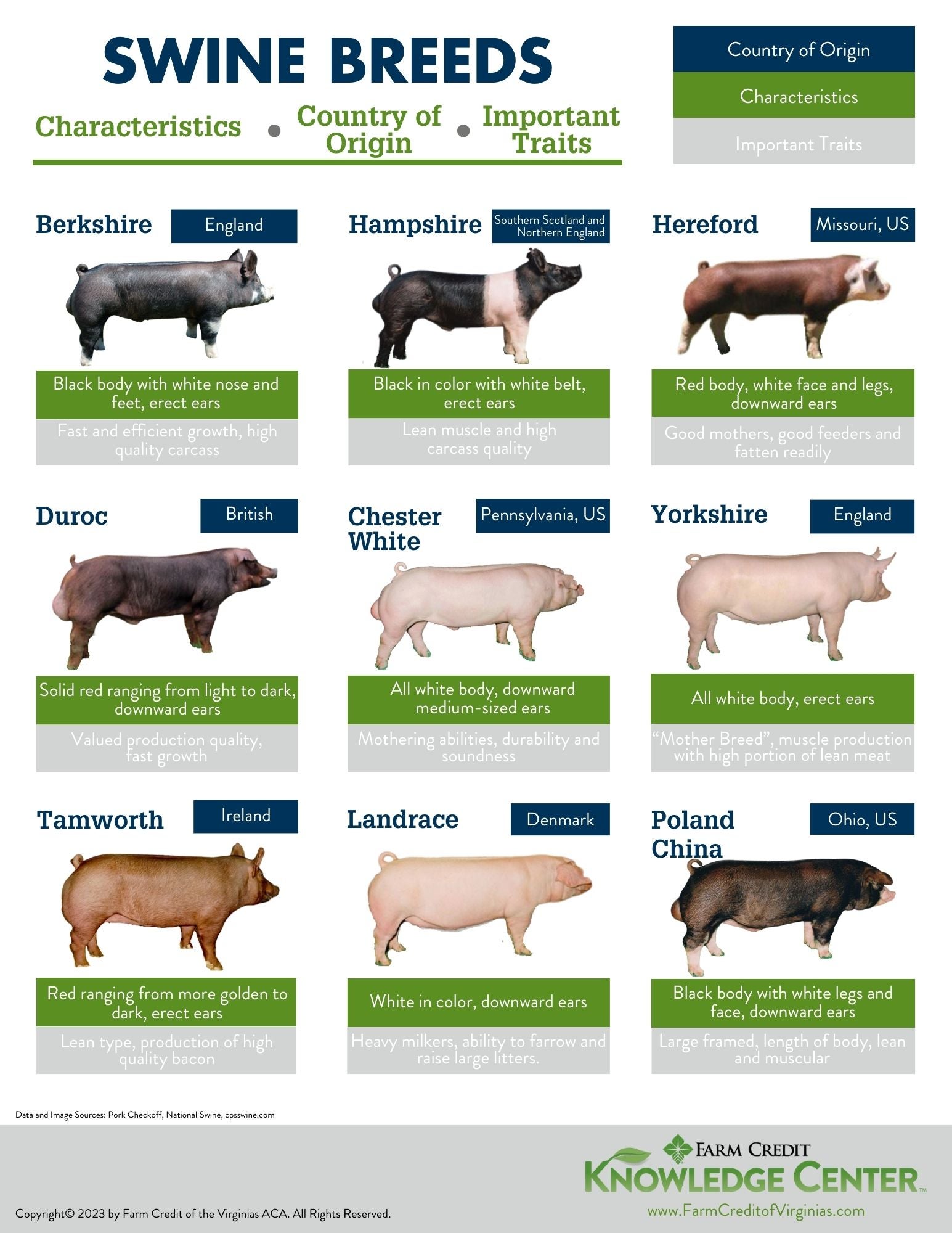 swine breeds infographic
