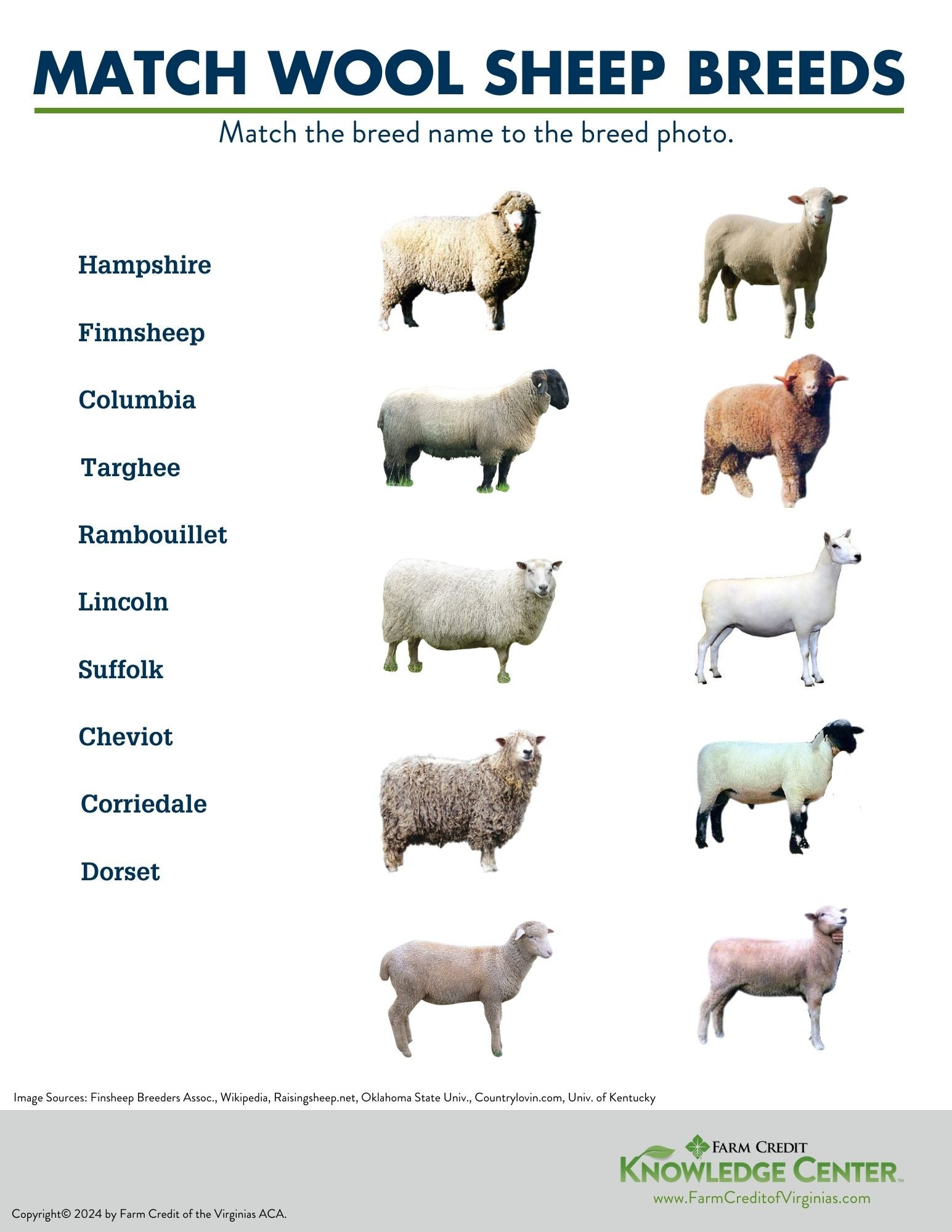 wool sheep worksheet