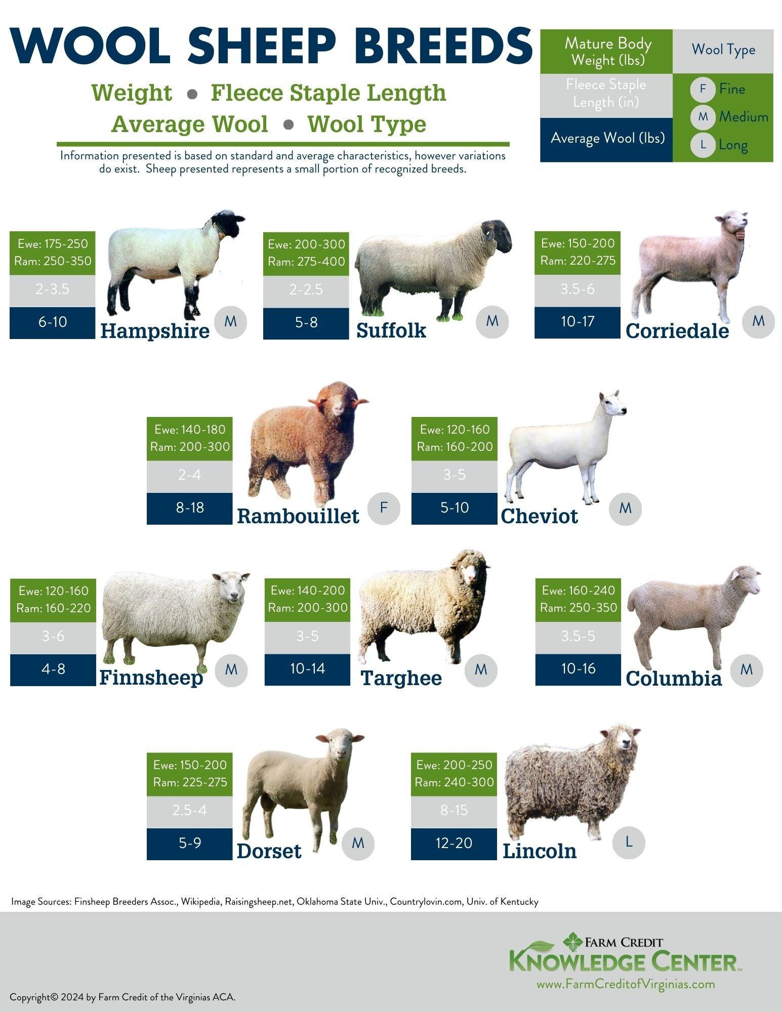 wool sheep breeds infographic