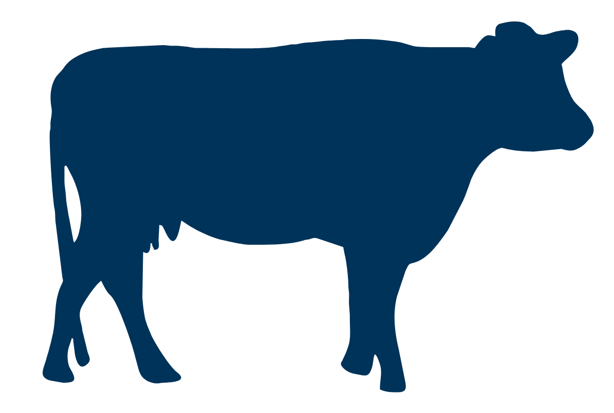dairy cow icon