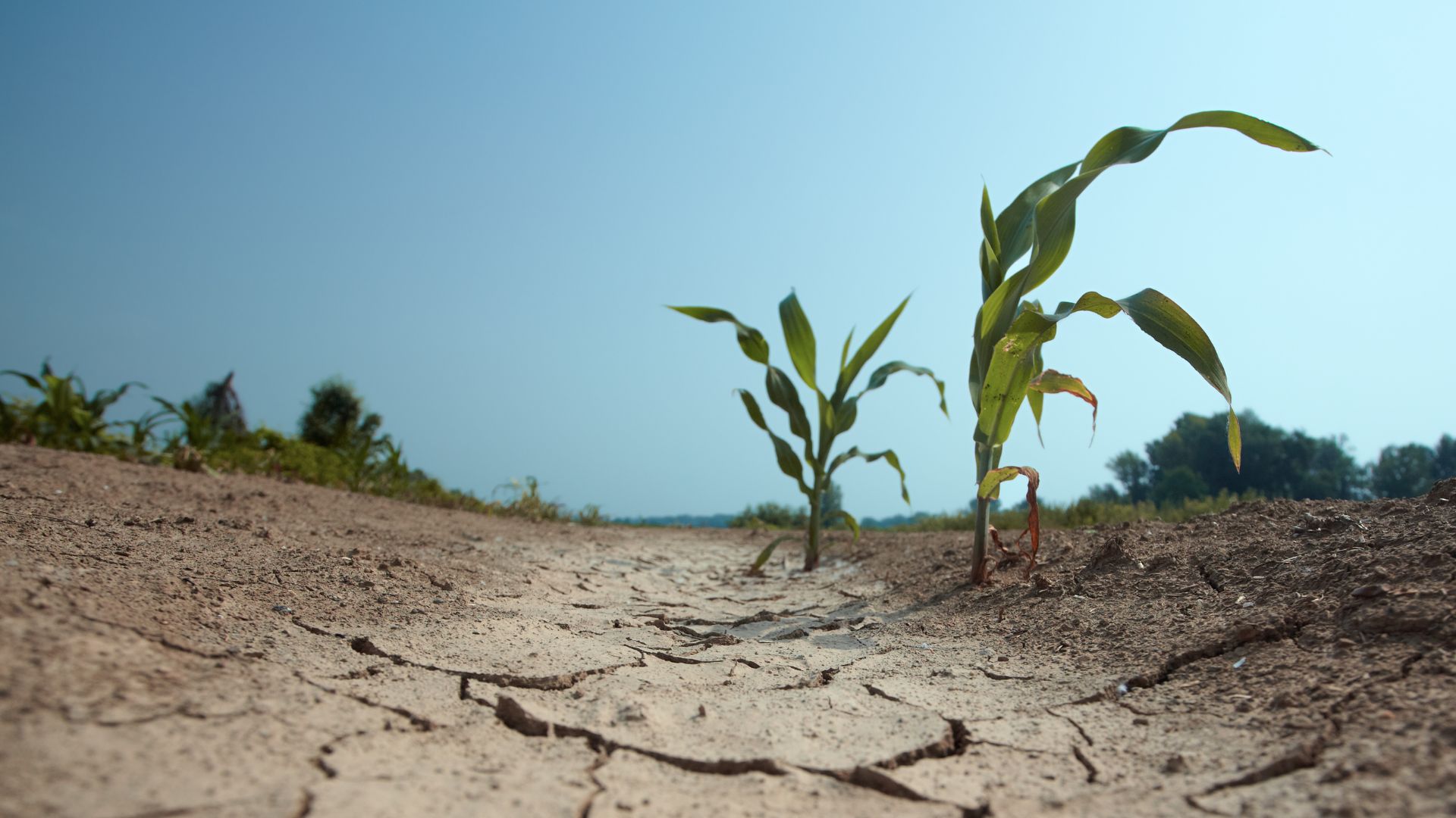 image of drought in corn field