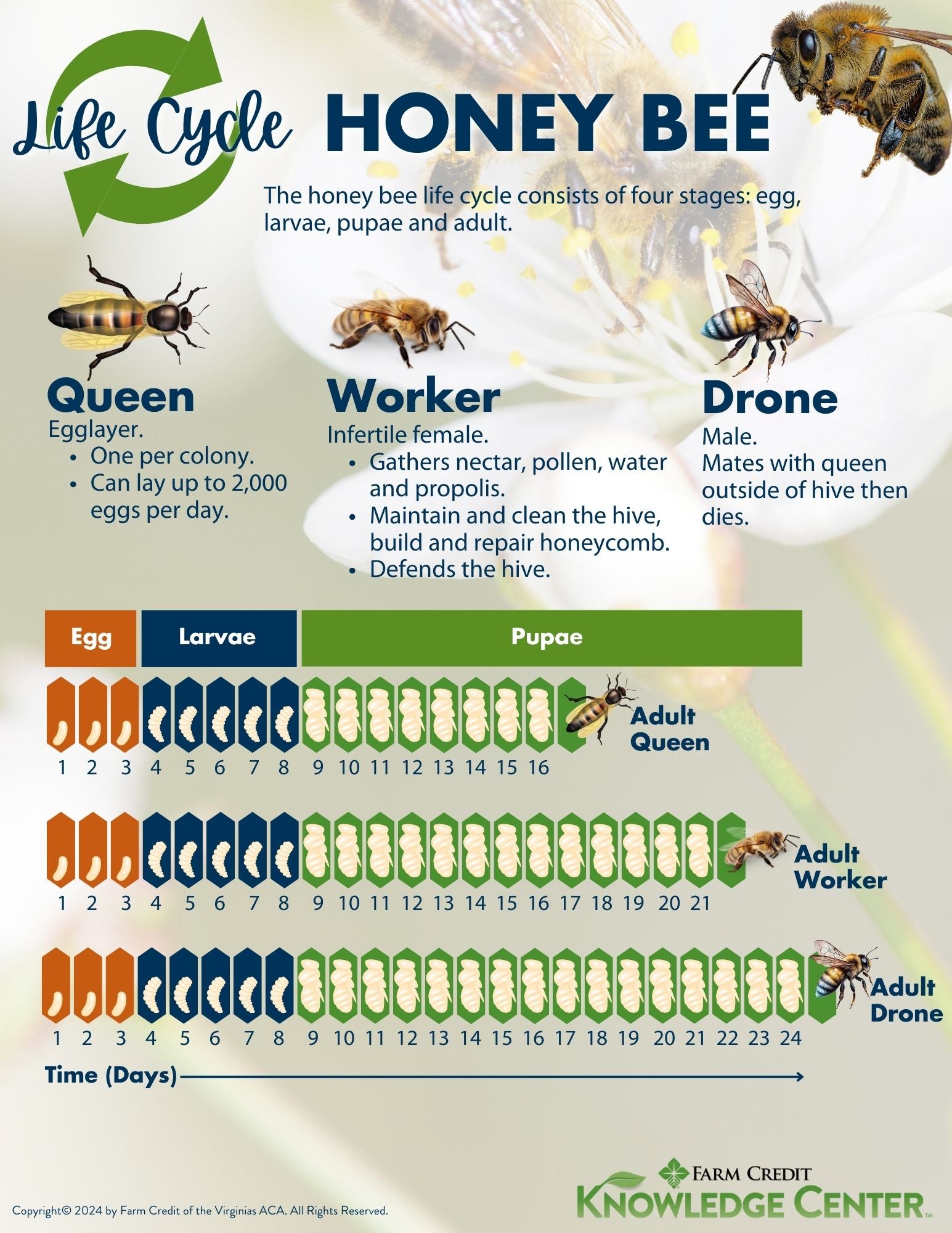 Image of honey bee lifecycle infographic