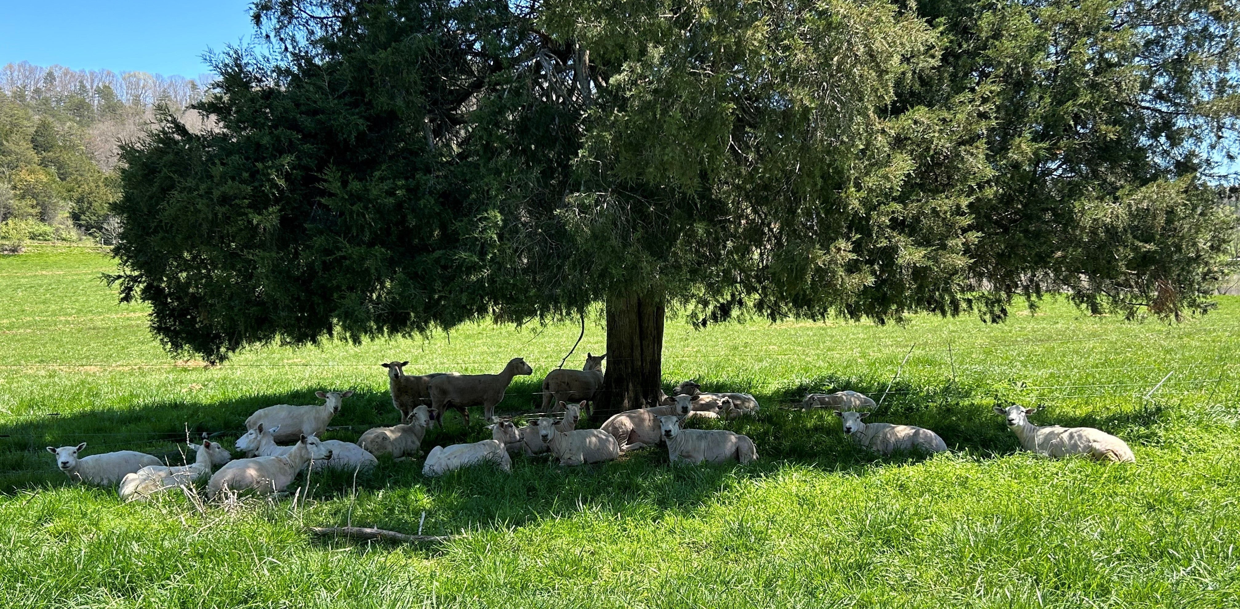 hair sheep