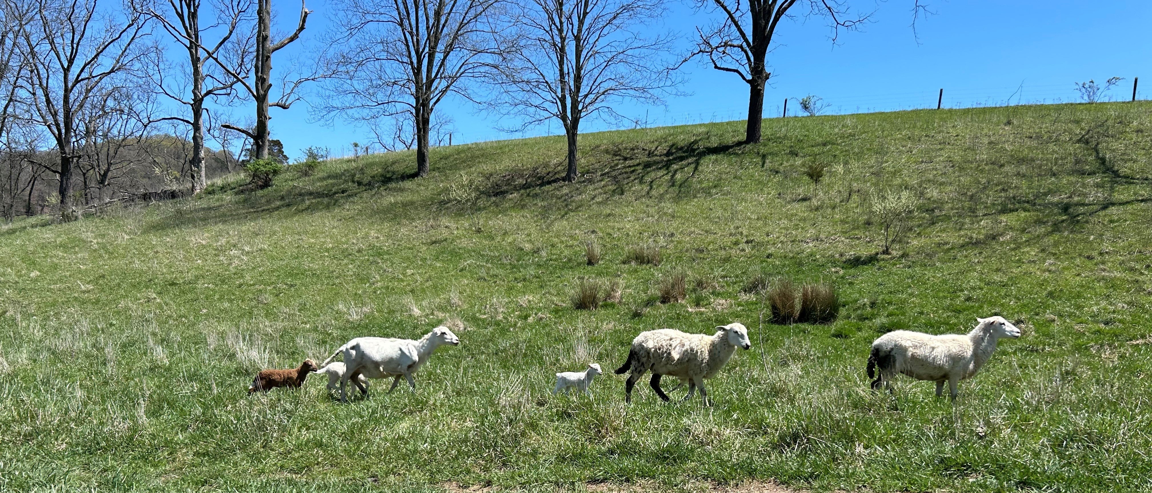 hair sheep