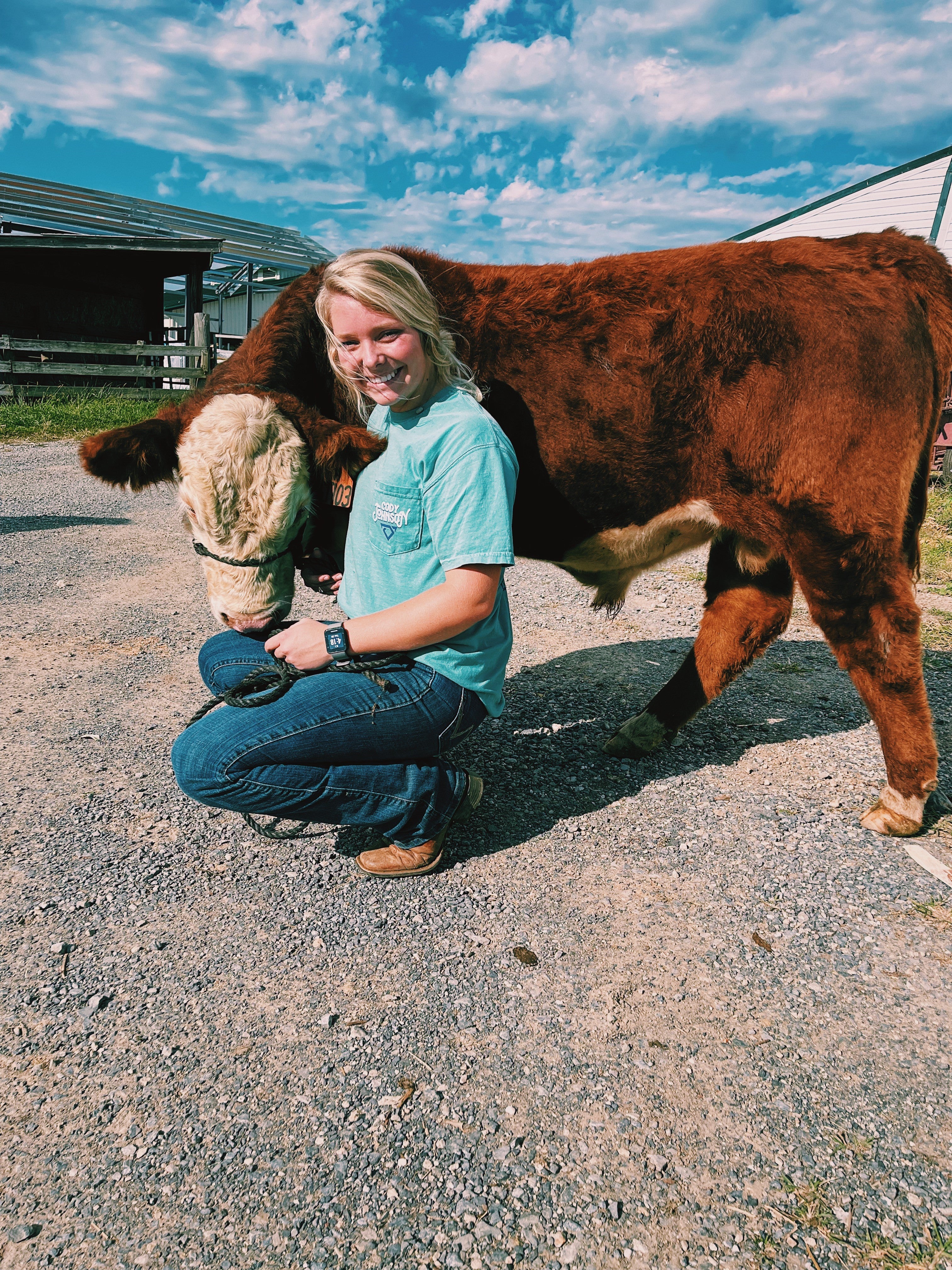 Hereford bull Virginia Tech