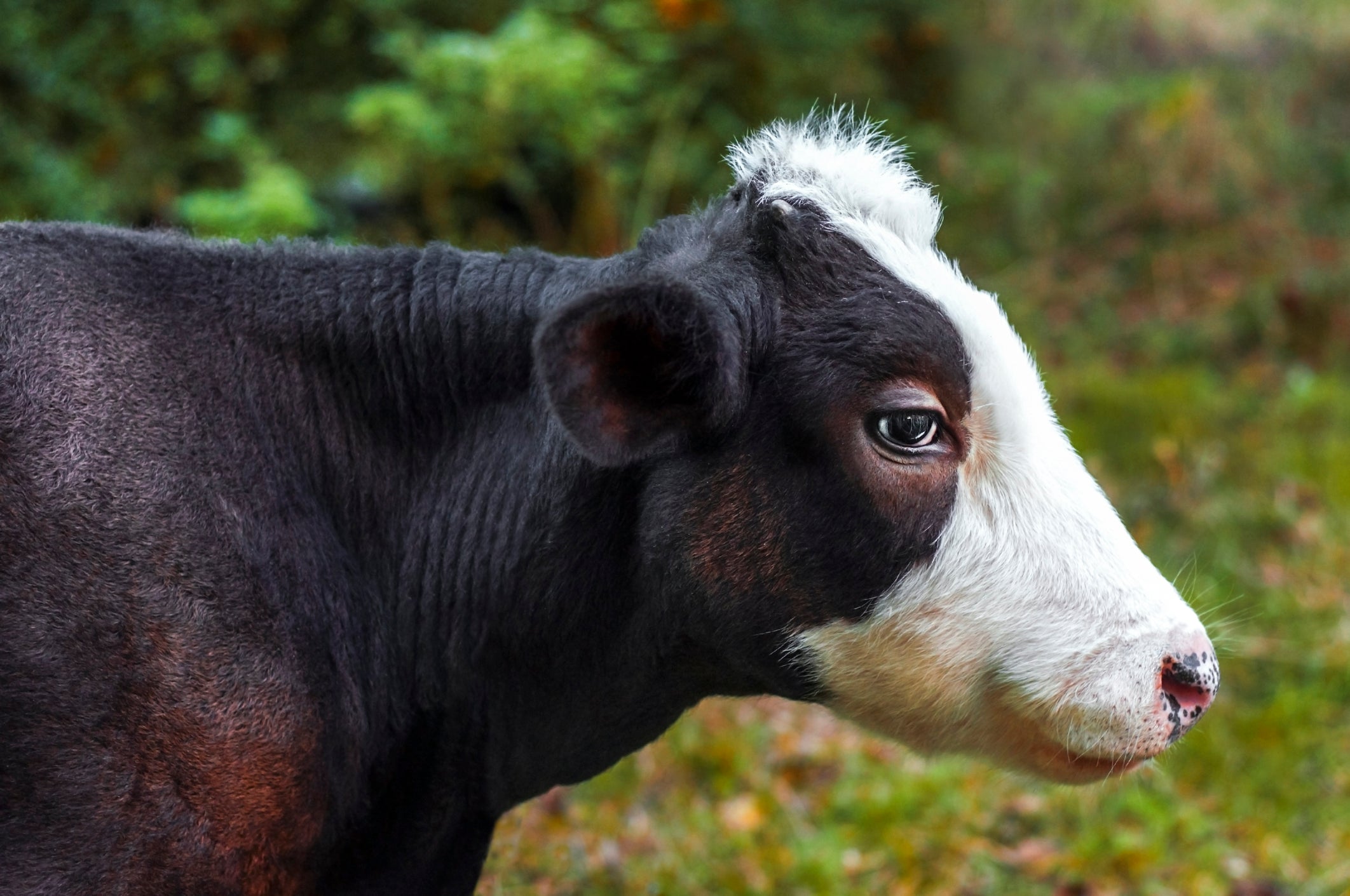 life-of-a-dairy-calf-farm-credit-of-the-virginias