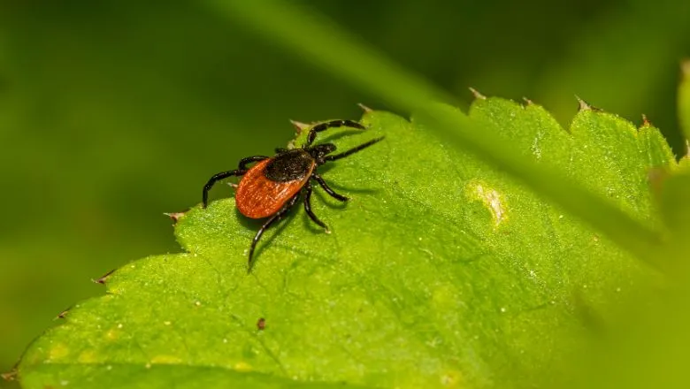 Tick-borne Diseases: A Threat to Livestock | Farm Credit of the Virginias